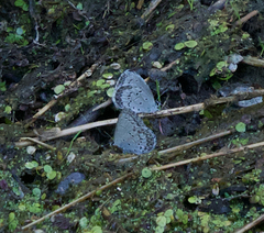 Celastrina asheri