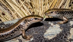 Oligosoma chloronoton