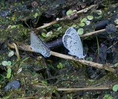 Celastrina asheri