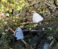 Celastrina asheri