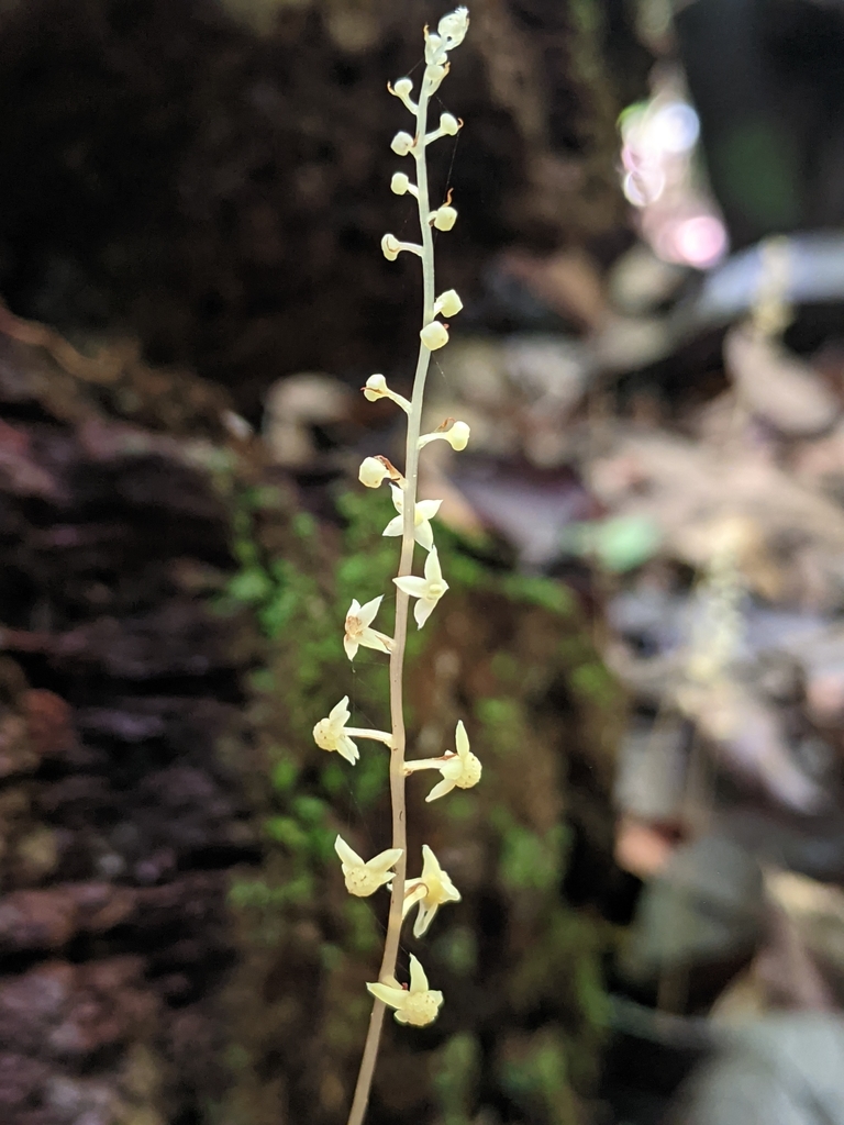 Soridium