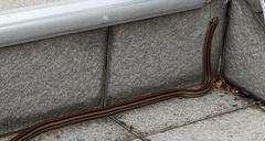 Oligodon octolineatus