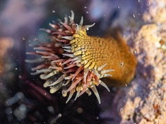 Bunodosoma californica