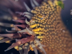 Bunodosoma californica