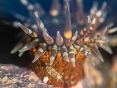 Bunodosoma californica