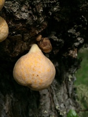 Cyttaria hariotii