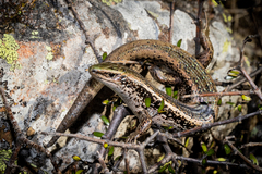 Oligosoma chloronoton