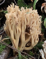 Ramaria acrisiccescens