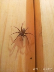 Araneae
