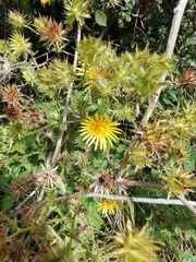 Berkheya bergiana