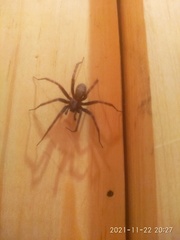 Araneae