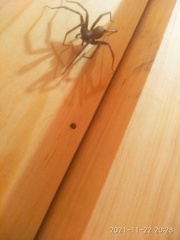 Araneae