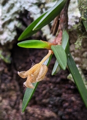 Maxillaria uncata