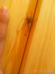 Araneae