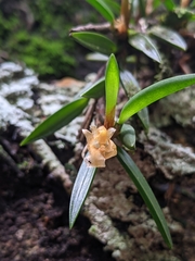 Maxillaria uncata