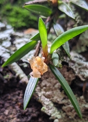 Maxillaria uncata
