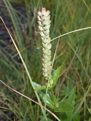 Physostegia parviflora