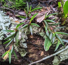 Maxillaria uncata