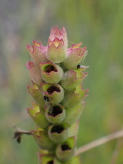 Physostegia parviflora