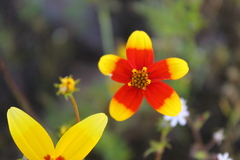 Bidens bicolor