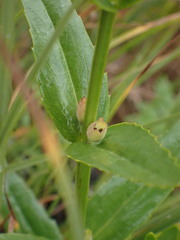 Physostegia parviflora