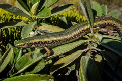 Oligosoma chloronoton