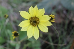 Iostephane trilobata