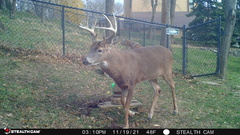 Odocoileus virginianus