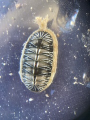 Chiton albolineatus