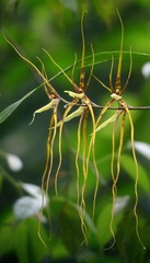 Brassia caudata