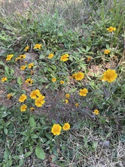 Tridax trilobata