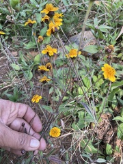 Tridax trilobata
