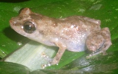 Diasporus diastema