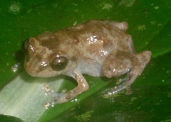 Diasporus diastema
