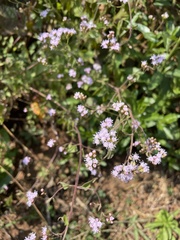 Fleischmannia sonorae