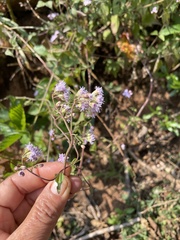 Fleischmannia sonorae