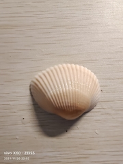 Anadara kagoshimensis