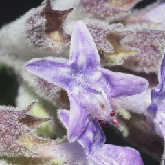 Condea tomentosa