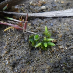 Anthoceros macounii