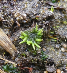 Anthoceros macounii