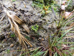 Anthoceros macounii