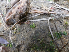 Anthoceros macounii