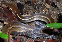 Rhadinaea decorata