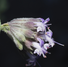 Condea tomentosa