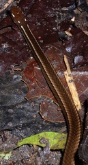 Rhadinaea decorata