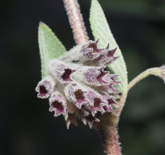 Condea tomentosa