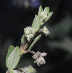 Condea tomentosa