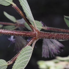 Condea tomentosa