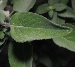 Condea tomentosa