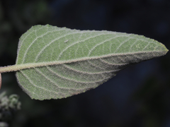 Condea tomentosa